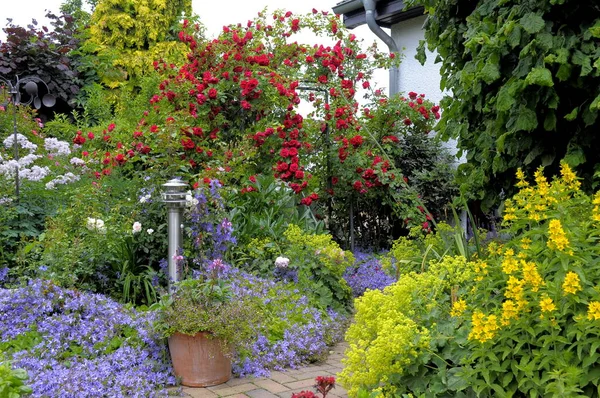 Jardín Ornamental Escalada Con Flores Perennes —  Fotos de Stock