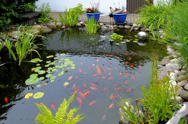 Estanque Jardín Con Peces Colores Jardín Ornamental — Foto de Stock