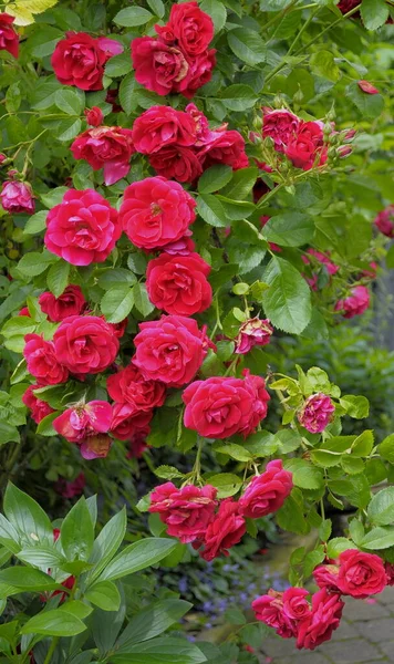 Flora Botánica Pétalos Flores Rosa —  Fotos de Stock
