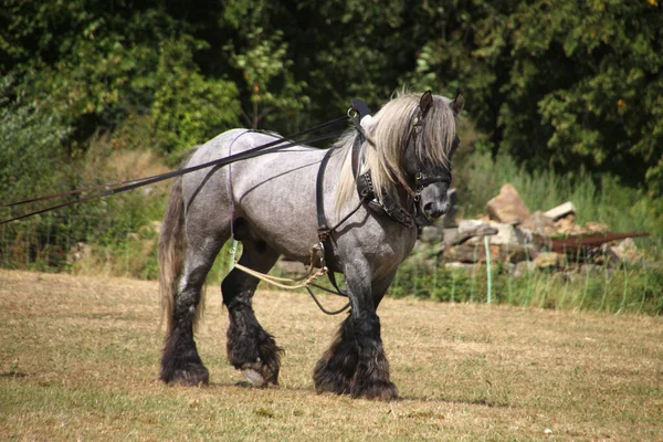 Cavalo Campo — Fotografia de Stock