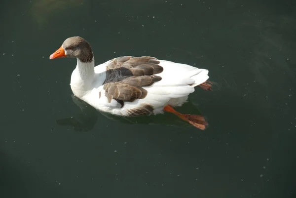 Canard Oiseau Sur Lac Sur Fond Nature — Photo