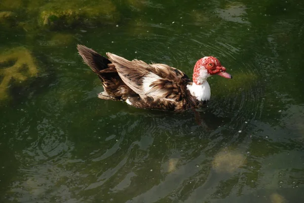 自然界に生息するアヒルの鳥 — ストック写真