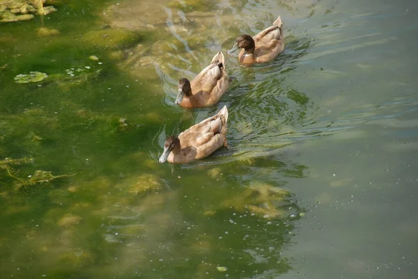 Primer Plano Del Pato Salvaje — Foto de Stock