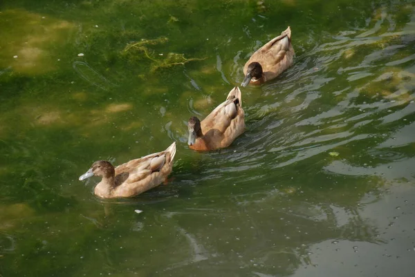 Gros Plan Canard Sauvage — Photo