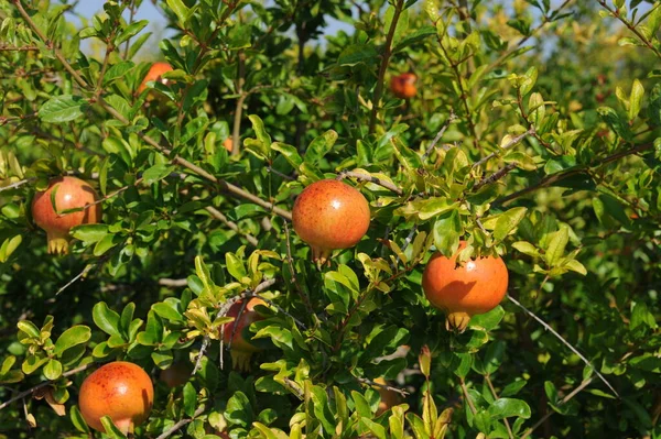 Granada Roja Fruta Verano — Foto de Stock