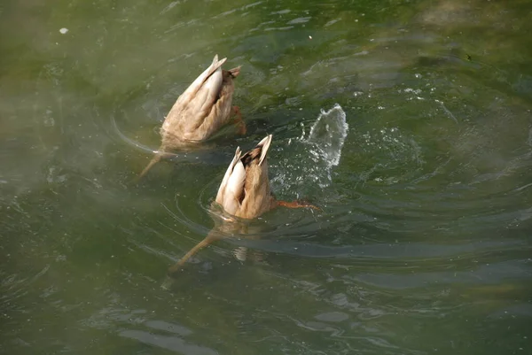 Nahaufnahme Von Wildenten — Stockfoto