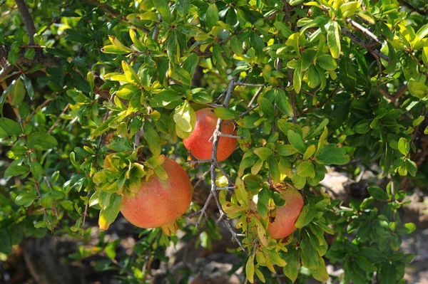 Rote Granatapfelfrüchte Sommerfrüchte — Stockfoto