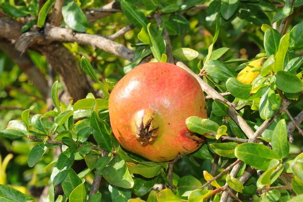 Fruta Romã Vermelha Fruta Verão — Fotografia de Stock