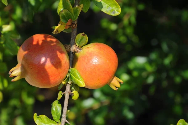 Red Pomegranate Fruit Summer Fruit — Stock Photo, Image