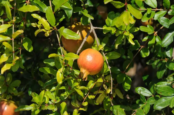 Frutta Rossa Melograno Frutta Estiva — Foto Stock