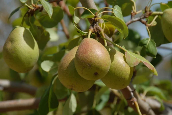 Birnen Auf Dem Baum — Stockfoto