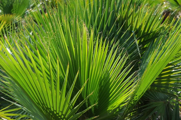 Spanya Palmiye Yaprakları Kopyalama Alanı — Stok fotoğraf