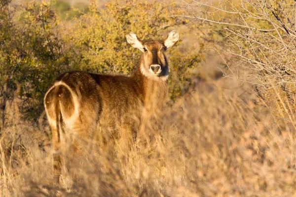 野生の赤い尾の鹿は — ストック写真