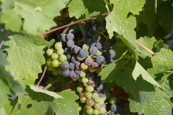 Viaje España Detalles Del Viñedo Maduración — Foto de Stock