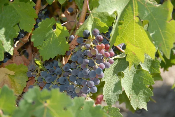 Uvas Que Crecen Viñedo — Foto de Stock