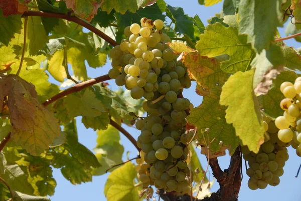 Uvas Que Crecen Viñedo — Foto de Stock