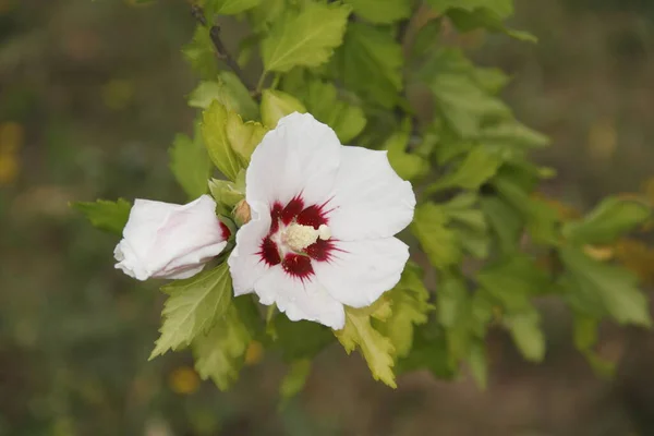 美丽多彩的芙蓉花风景 — 图库照片