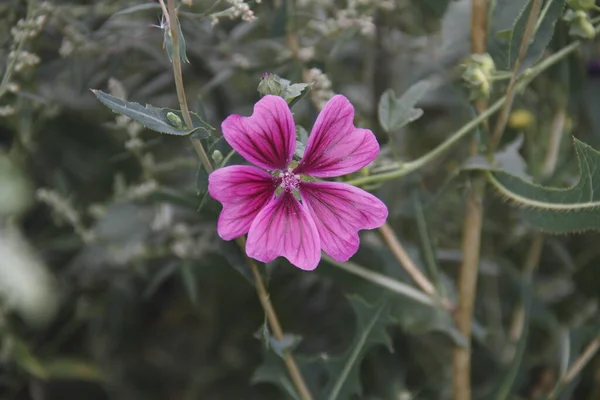 庭のピンクの花 — ストック写真