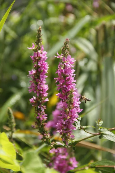 Flores Púrpuras Jardín — Foto de Stock