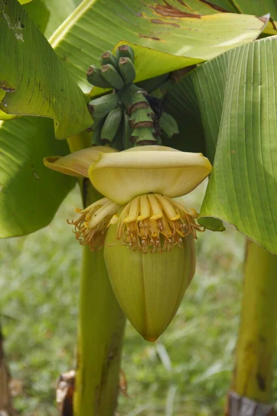 Bananier Flore Feuillage Dans Nature — Photo