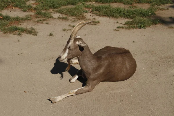 Cow Desert — Stock Photo, Image