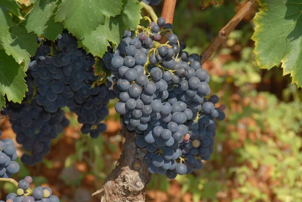 Campagna Con Vigneti Paesaggio Viticolo Coltivato — Foto Stock