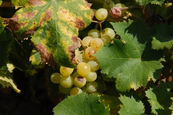 Campagne Avec Vignobles Vignes Cultivées Paysage — Photo