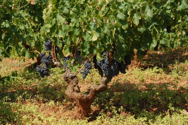 Campo Com Vinhas Paisagem Cultivada Videira — Fotografia de Stock