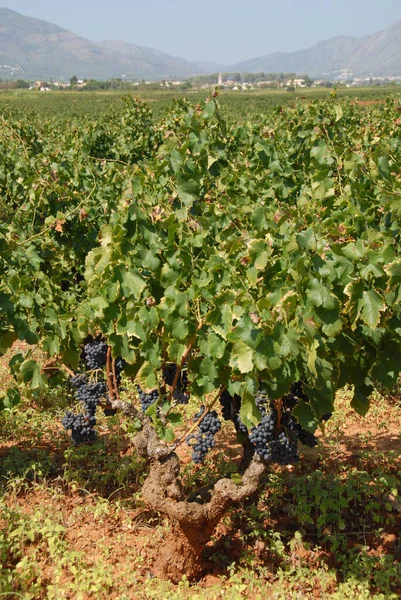 Campo Com Vinhas Paisagem Cultivada Videira — Fotografia de Stock