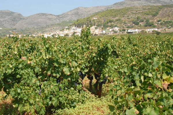 Ισπανία Ταξίδια Ωρίμανση Αμπελώνα Λεπτομέρειες — Φωτογραφία Αρχείου