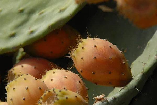 Cactus Planta Cielo Azul Mallorca Islas Baleares España —  Fotos de Stock