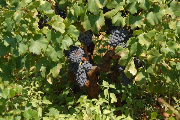 Spain Travel Ripening Vineyard Details — Stock Photo, Image