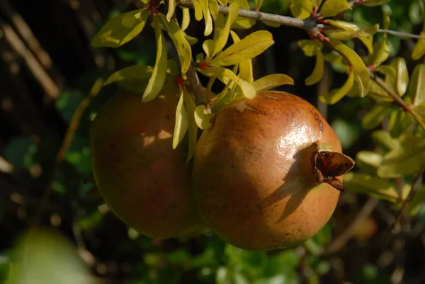 Grenade Arbre Fruitier Feuilles Vertes — Photo