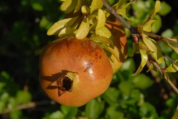 Romã Árvore Frutas Folhas Verdes — Fotografia de Stock