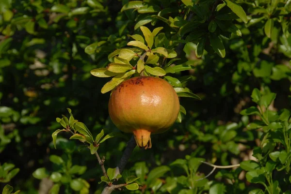 Granátové Jablko Ovocný Strom Zelené Listy — Stock fotografie