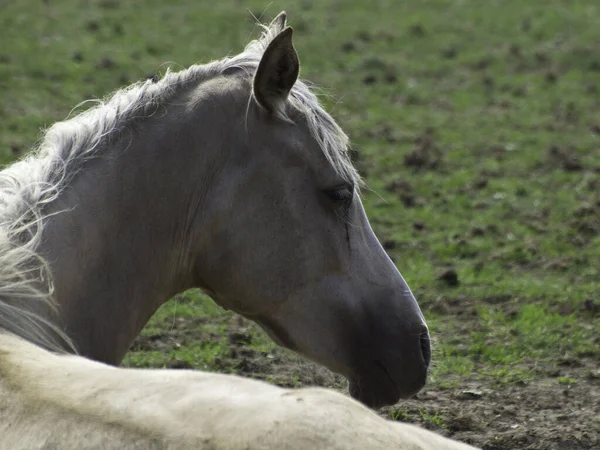 Koń Polu — Zdjęcie stockowe