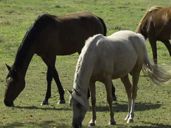 Caballos Campo —  Fotos de Stock