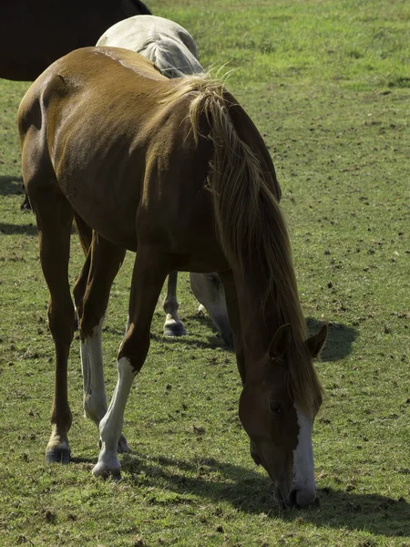 Cheval Dans Champ — Photo