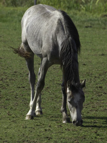 Cheval Dans Pâturage — Photo