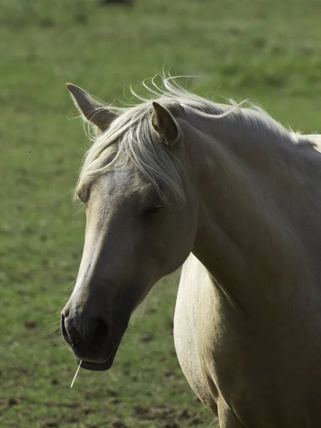 Cavalo Campo — Fotografia de Stock