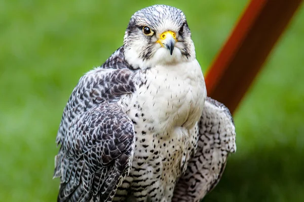 Schilderachtig Uitzicht Prachtige Vogel Natuur — Stockfoto