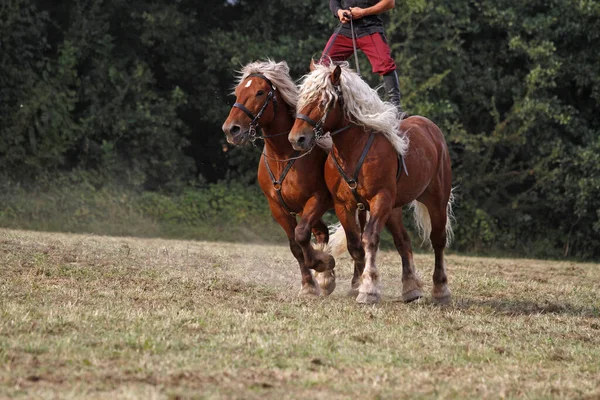 骑着马 — 图库照片