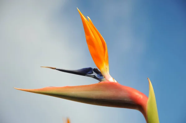 Tropische Oranje Strelizie Bloem Paradijsvogel Bloem — Stockfoto