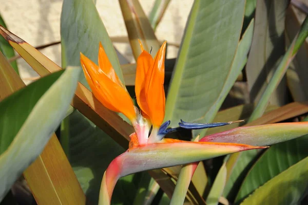 Flor Strelizie Naranja Tropical Pájaro Del Paraíso Flor — Foto de Stock