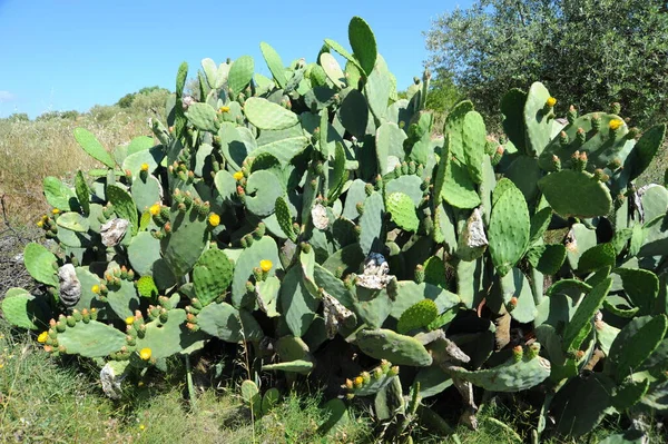 Kaktuspflanze Blauen Himmel Auf Mallorca Balearen Spanien — Stockfoto
