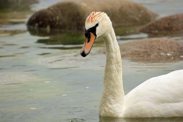 Cygne Bosse Dans Mer Baltique — Photo