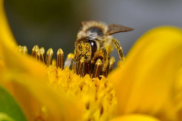 Bee Bathes Pollen — Stock Photo, Image