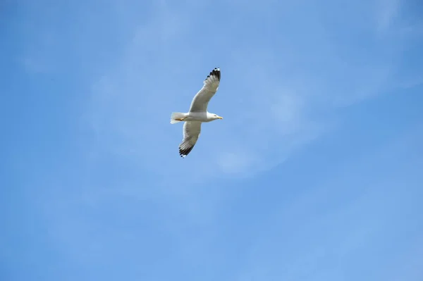 Mås Som Flyger Skyn — Stockfoto