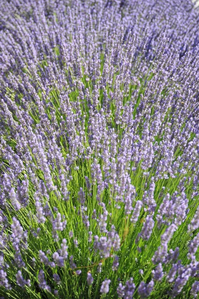 Lilla Lavendelblomster Fiolette Blader – stockfoto