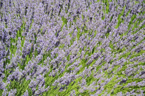 Purpurowe Kwiaty Lawendy Fioletowe Płatki — Zdjęcie stockowe